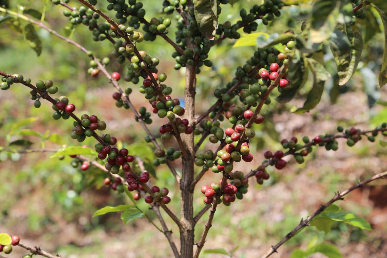 Nachhaltigkeit-kaffee-roesten
