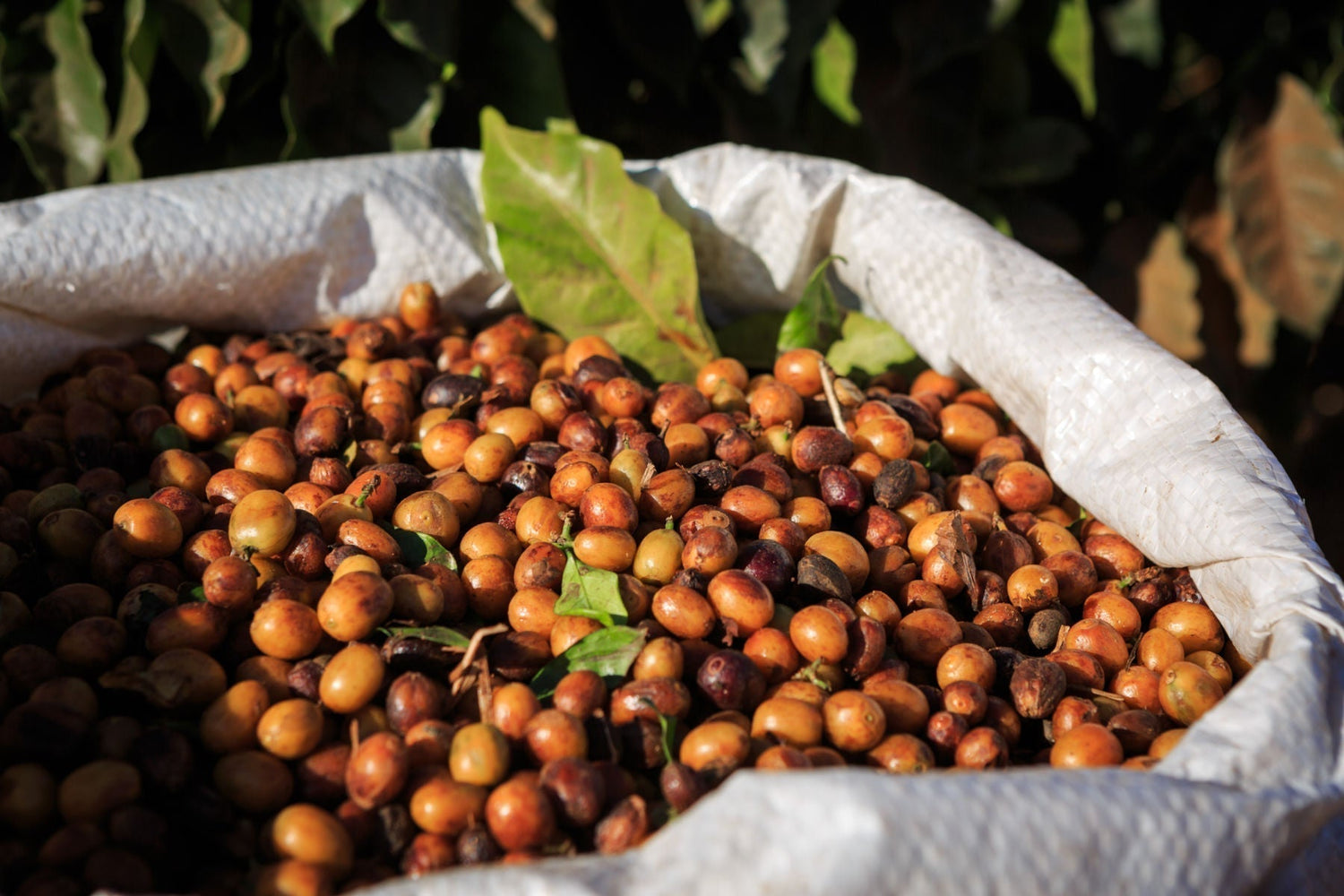 kaffee-geschmack-wie-kommt-er-zustande