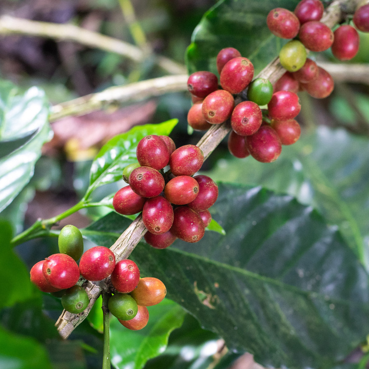 El-Salvador-Kaffee-Kaffanero