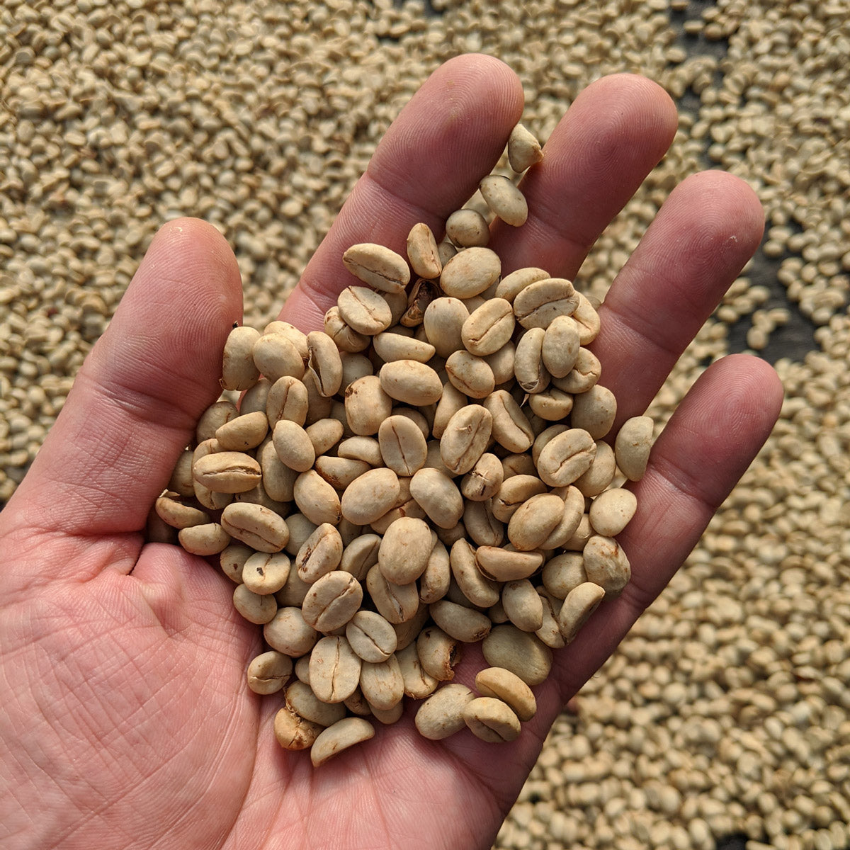 entkoffeinierter-Kaffee-aus-Kolumbien-Decaffee