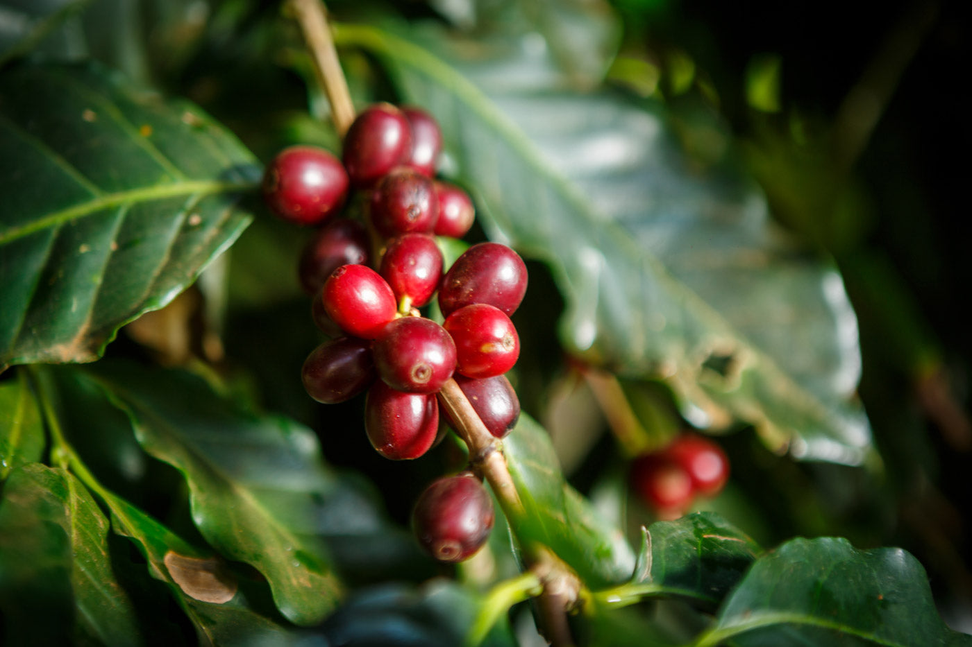 struktur der kaffeekirsche