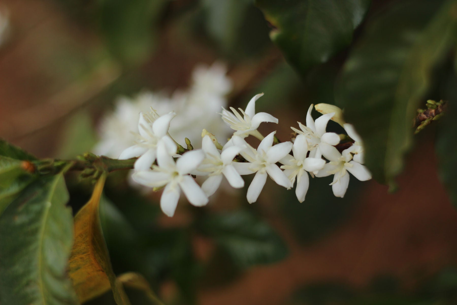 bio-kaffee-peru-kaffanero
