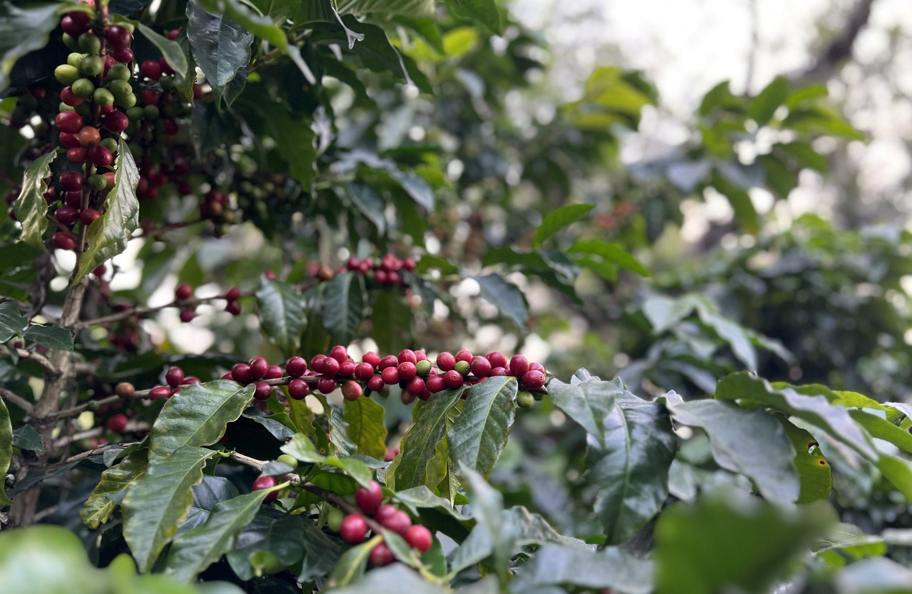 Kaffeepflanze Kaffanero