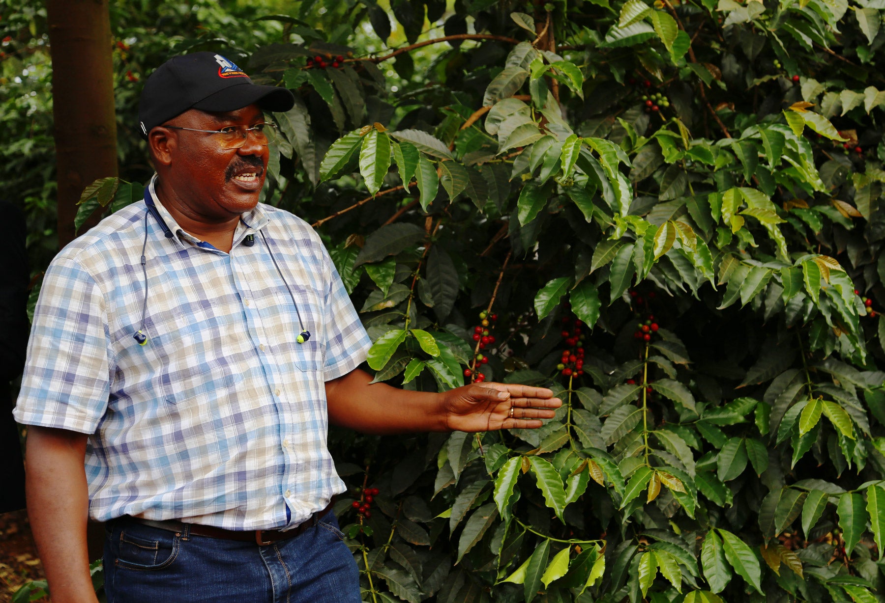 Kenia-kaffee-des-monats-kaffanero